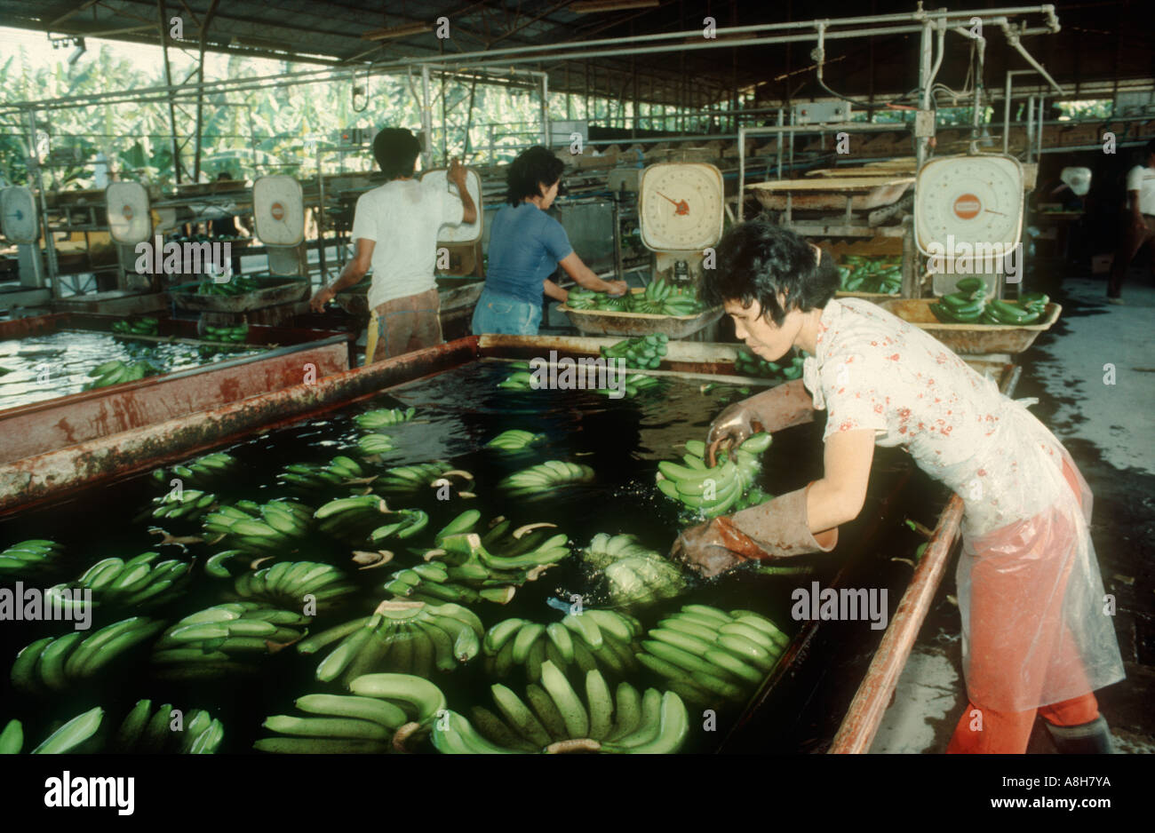 Ladies washing weighing packing banana fruit Mindanao Philippines Stock