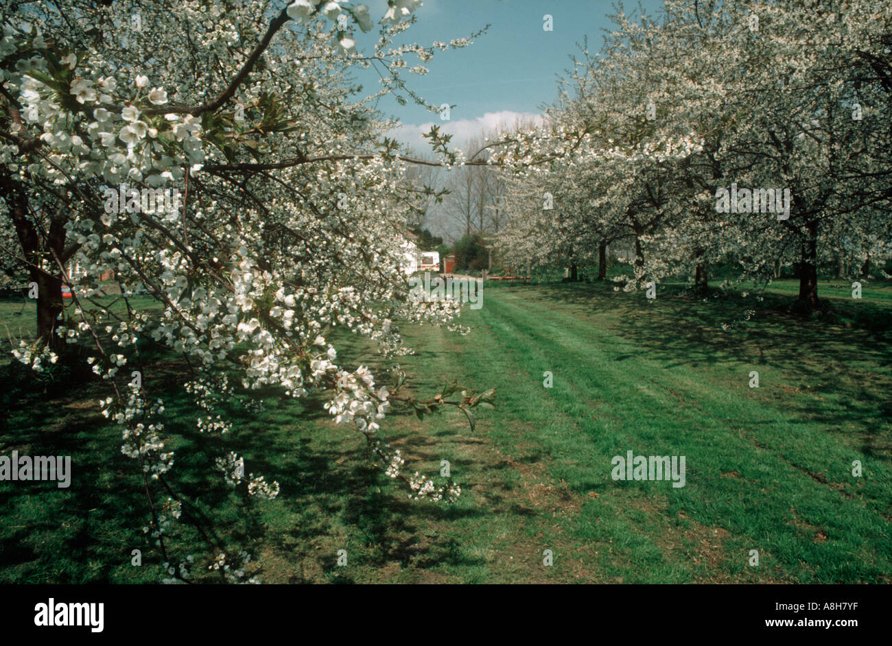 Well established orchard of large cherry trees in full blossom Stock Photo