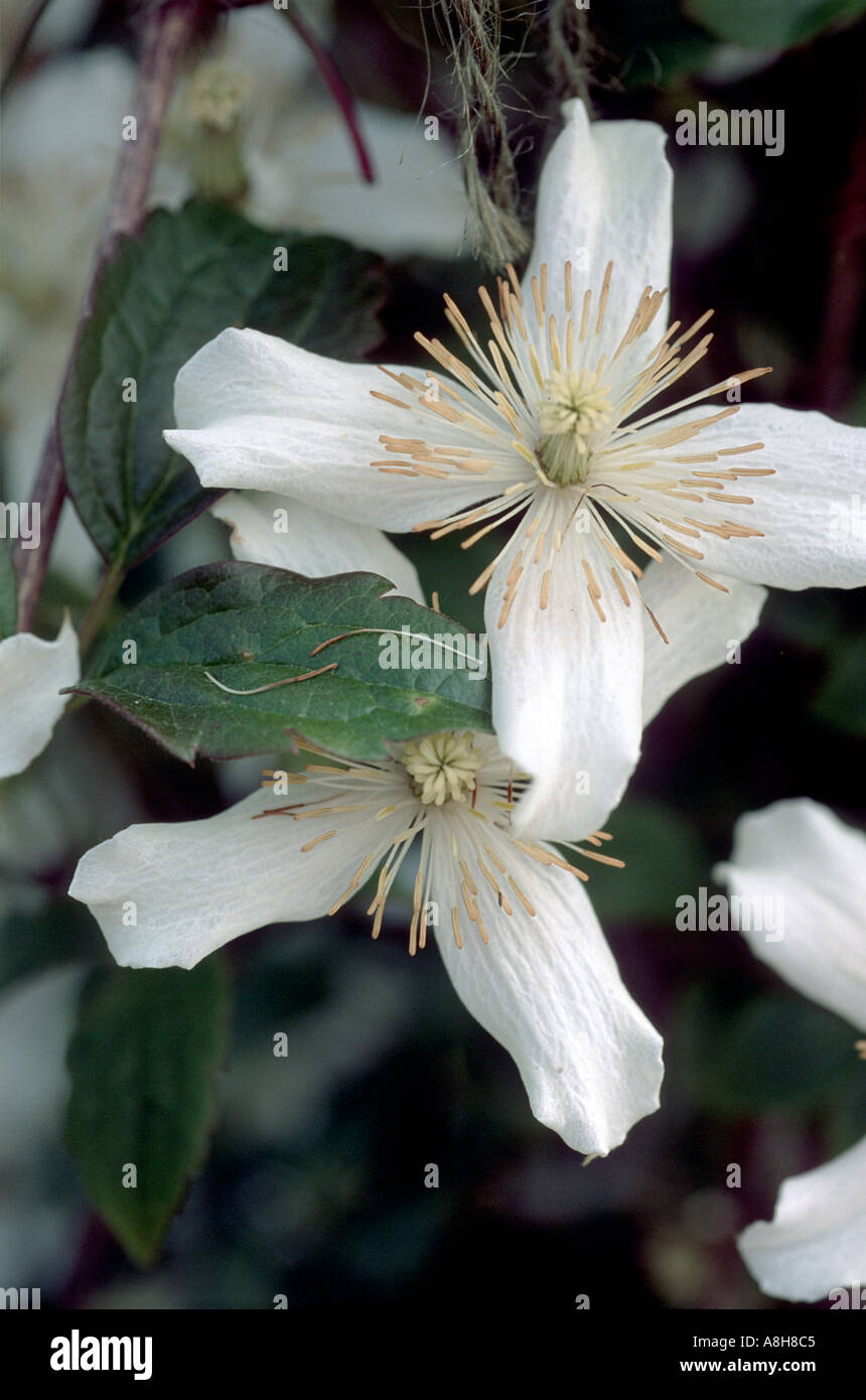 White Flowers of Clematis v Montana Stock Photo