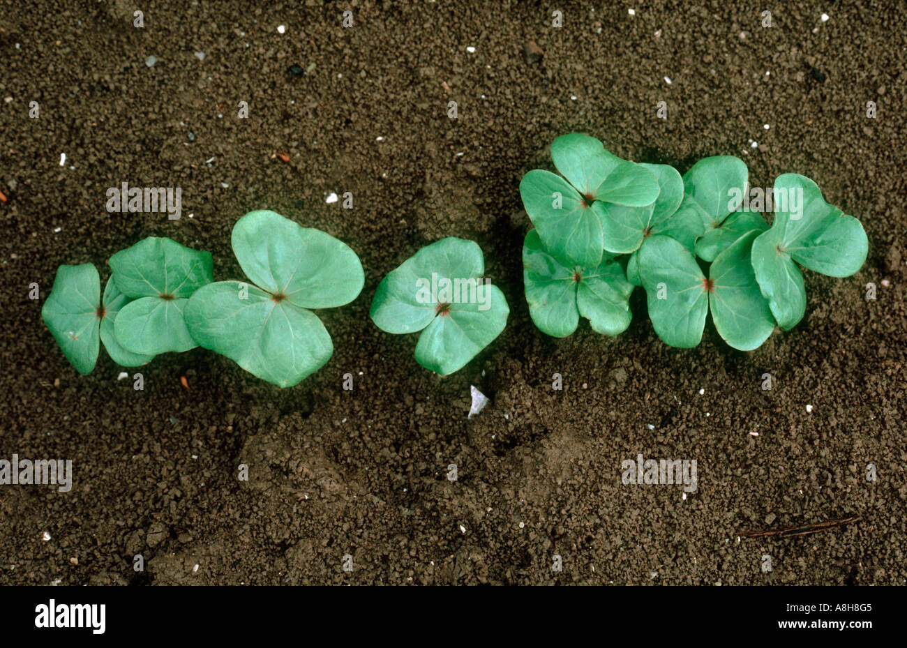 Emerging seedling cotton plants with cotyledons only Stock Photo