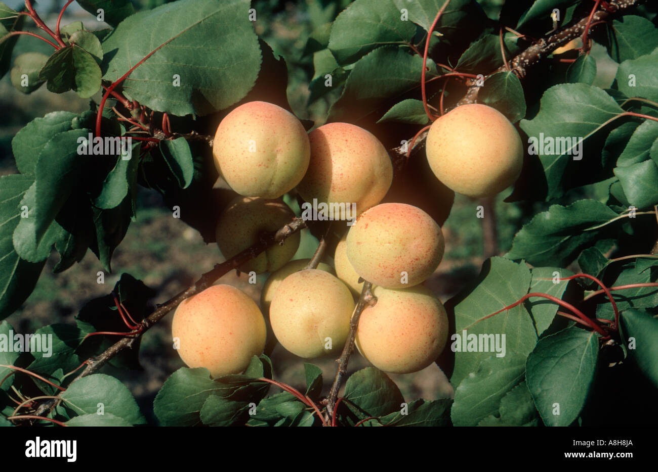 Apricot hi-res stock photography and images - Alamy
