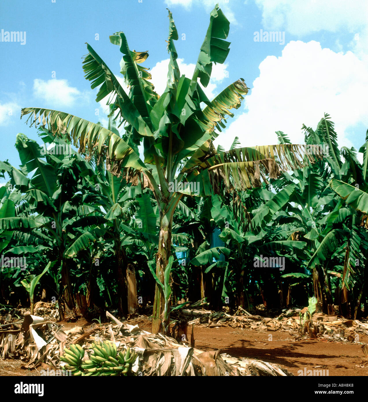 Panama disease Fusarium oxysporum early symptoms on a banana plant South Africa Stock Photo