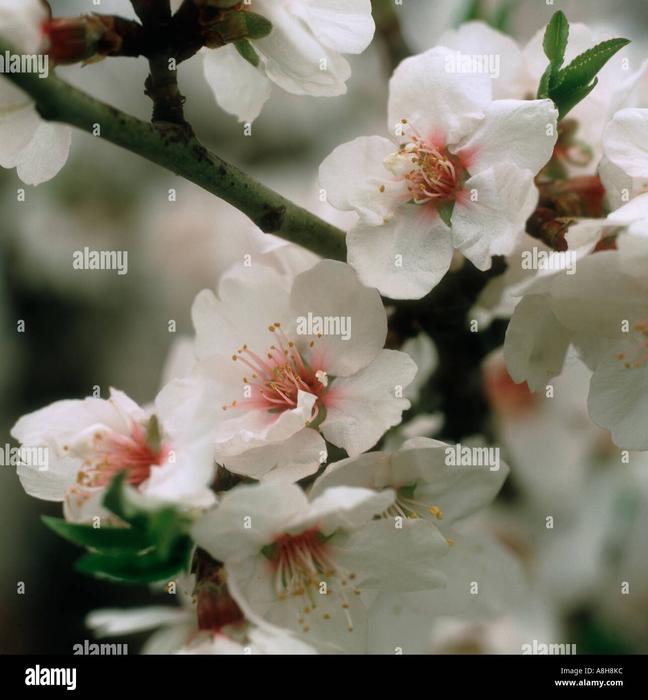Almond blossom in February Greece Stock Photo