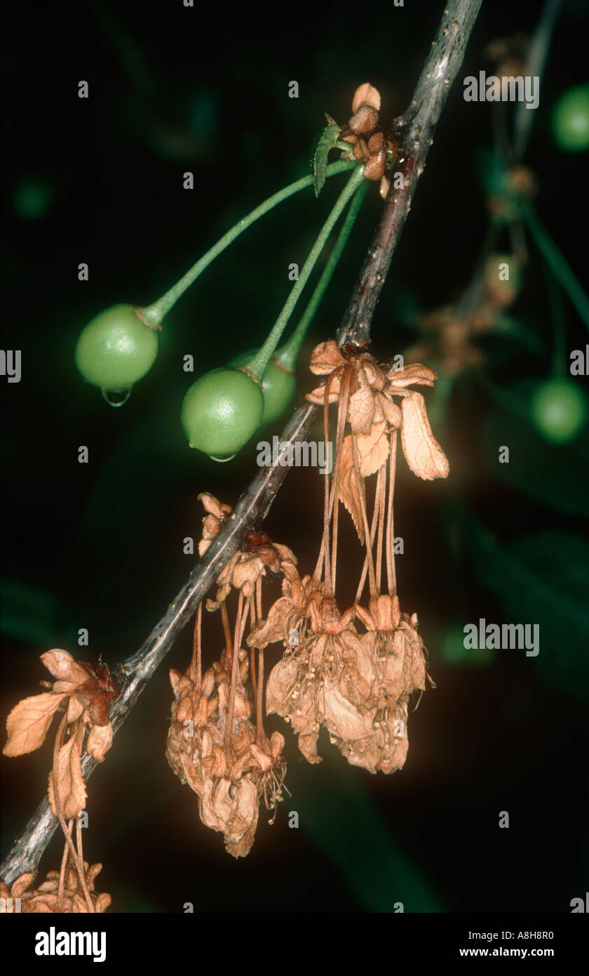 Bacterial canker Pseudomonas mors prunorum cherry dead shoot flowers below infection site Stock Photo