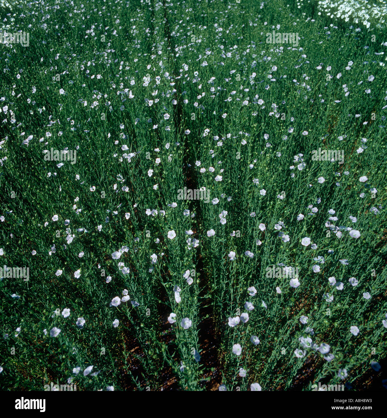 Looking down into tall flax crop with blue flowers Stock Photo