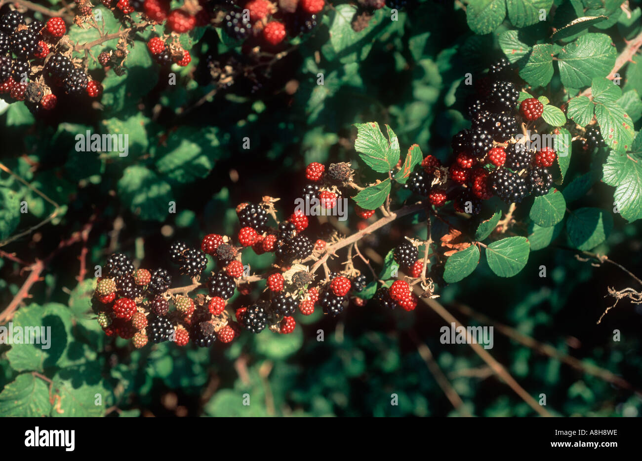 Blackberry Rubus fruticosus in fruiting crop Stock Photo Alamy