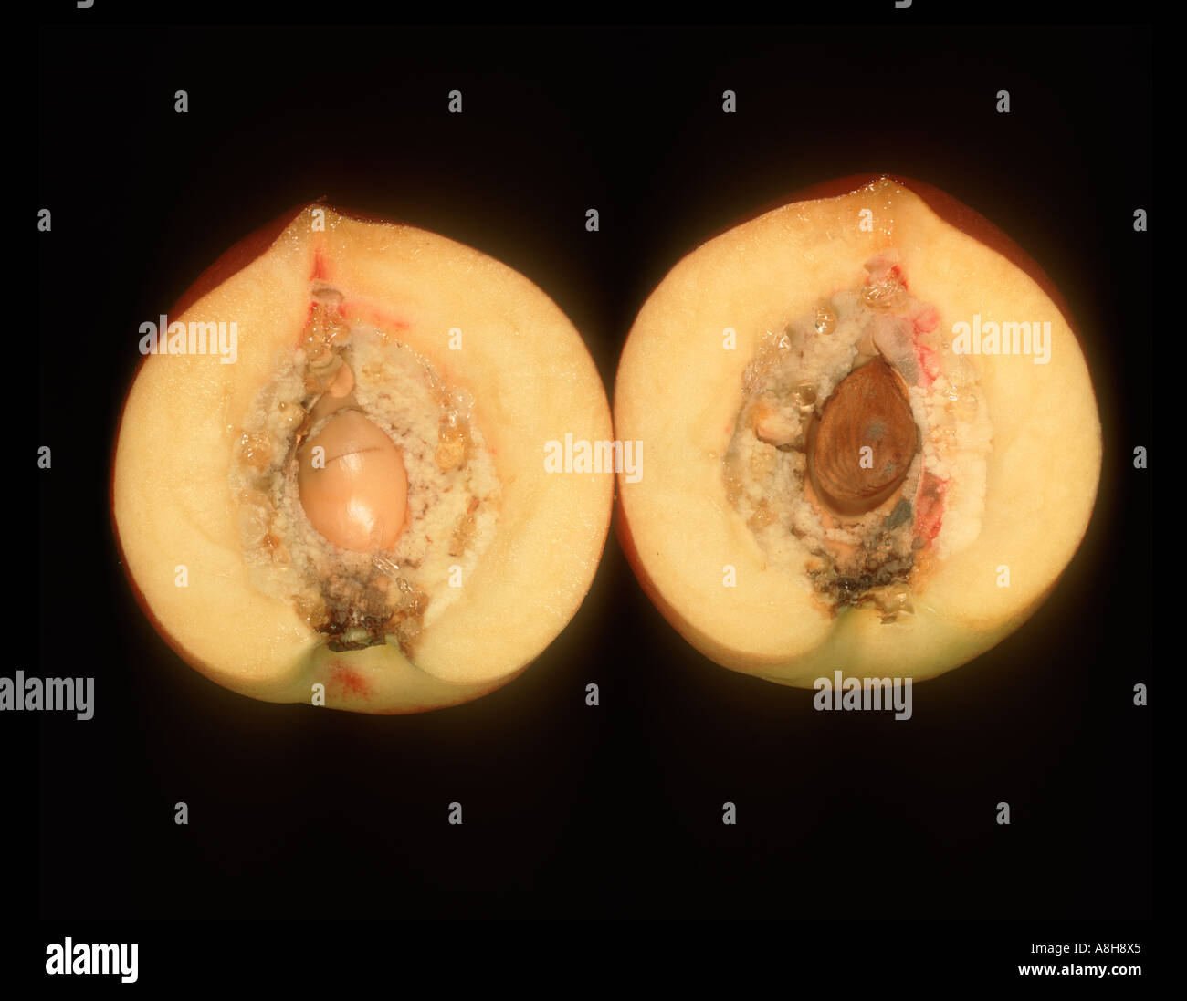 Nectarine sectioned to show split stone defect in both halves Stock Photo