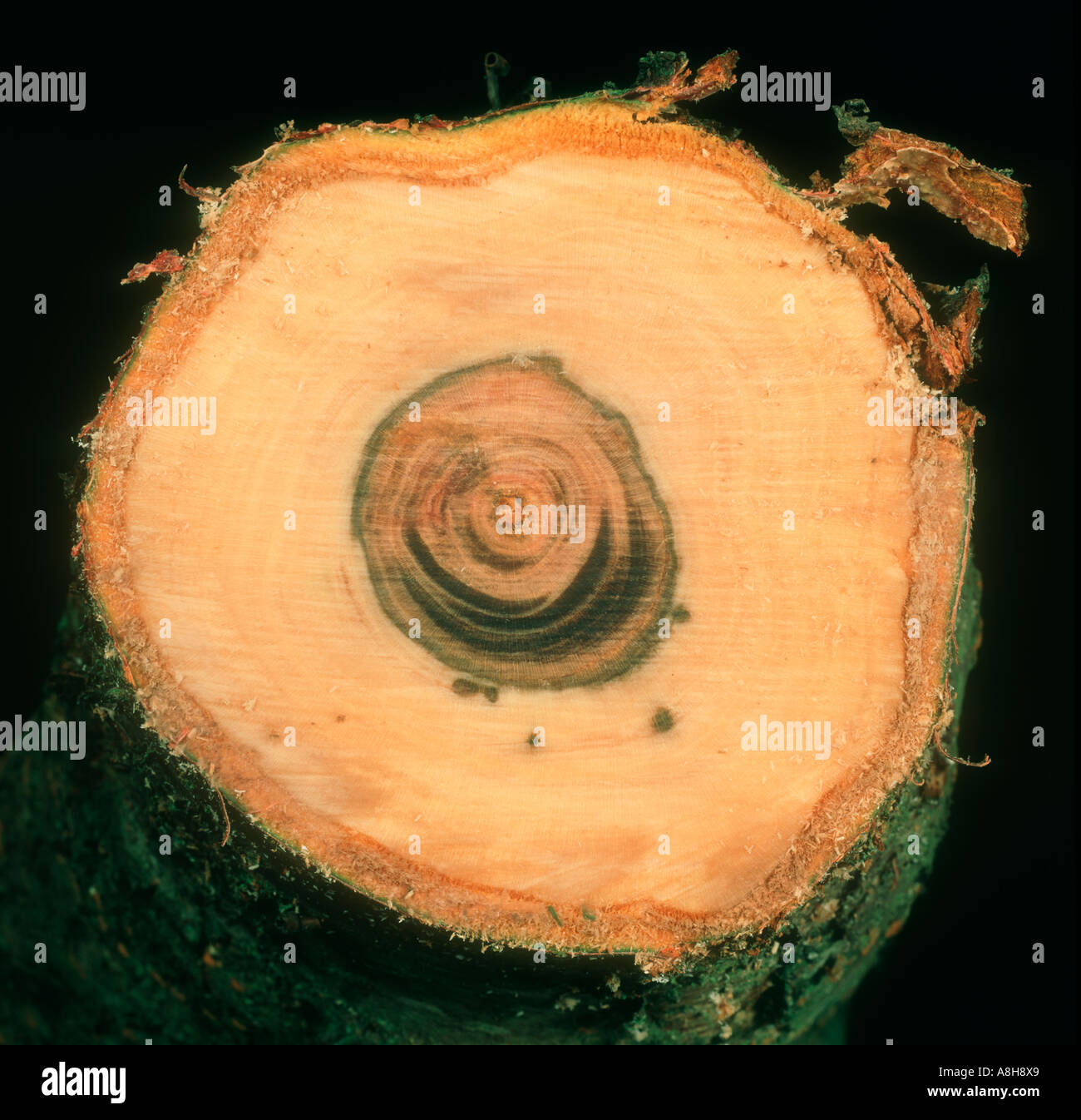 Plum wood cross section showing discouration by bacterial canker Stock Photo