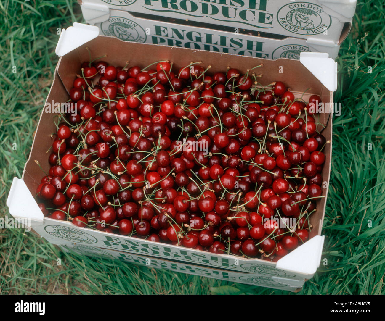 Boxed ripe Early Rivers cherries marked English Produce Stock Photo