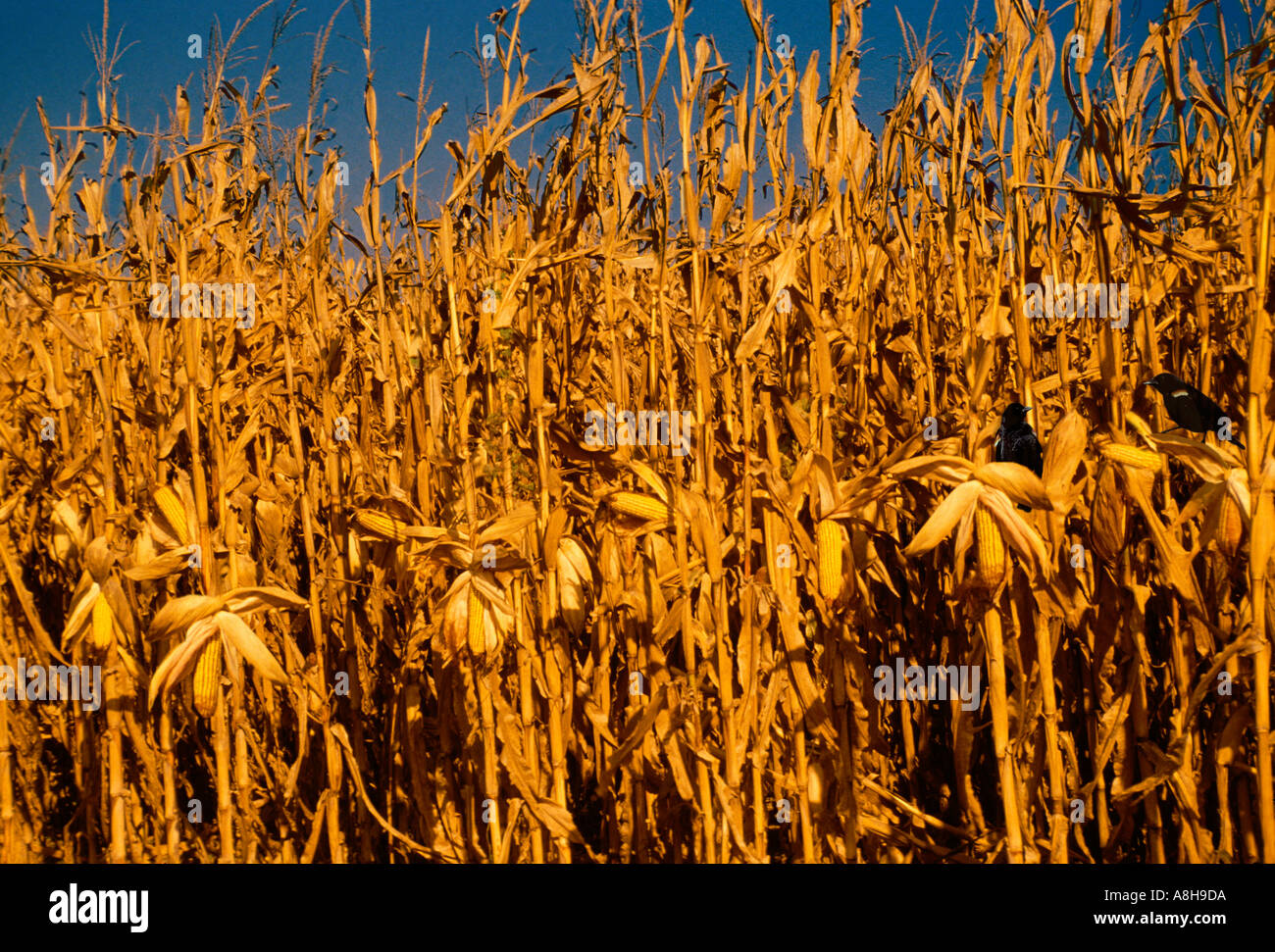 Corn field ready for harvest with blackbirds on stalks, Midwest USA