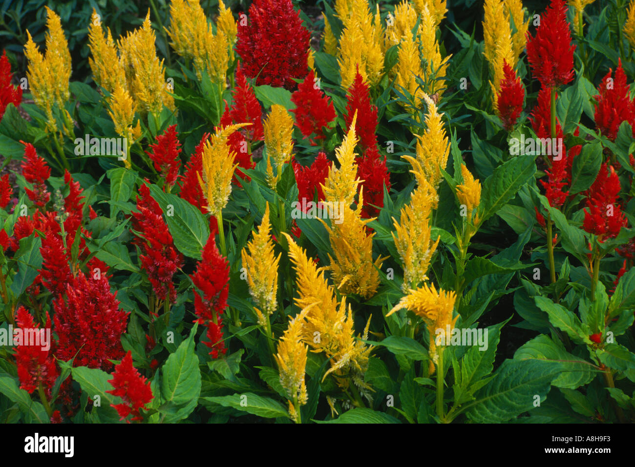 red and yellow salvia (celosia plumosa) flowers bloom together midwest  USA Stock Photo