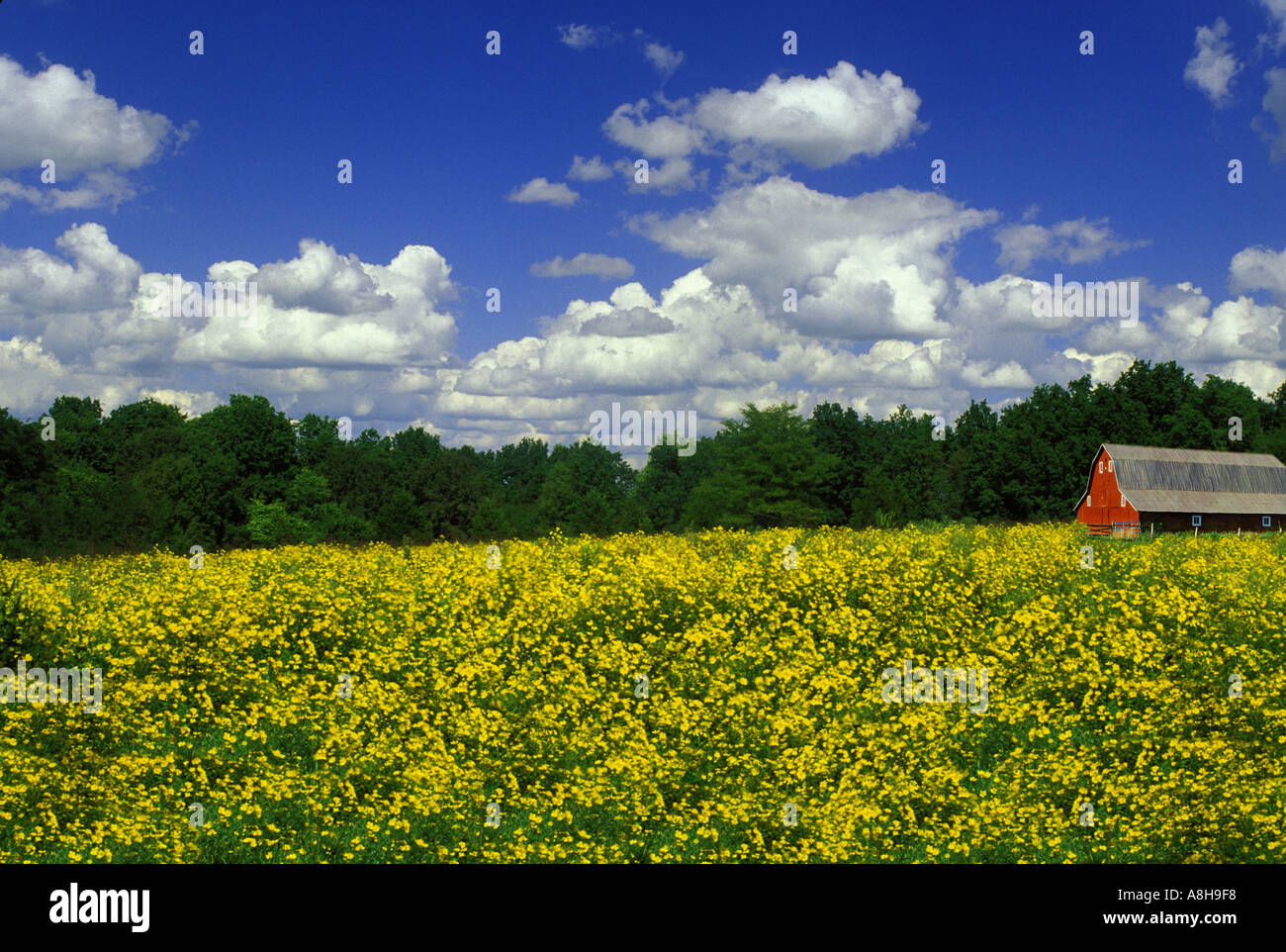 Field of native wildflowers (Bidens polylepis) with red barn in