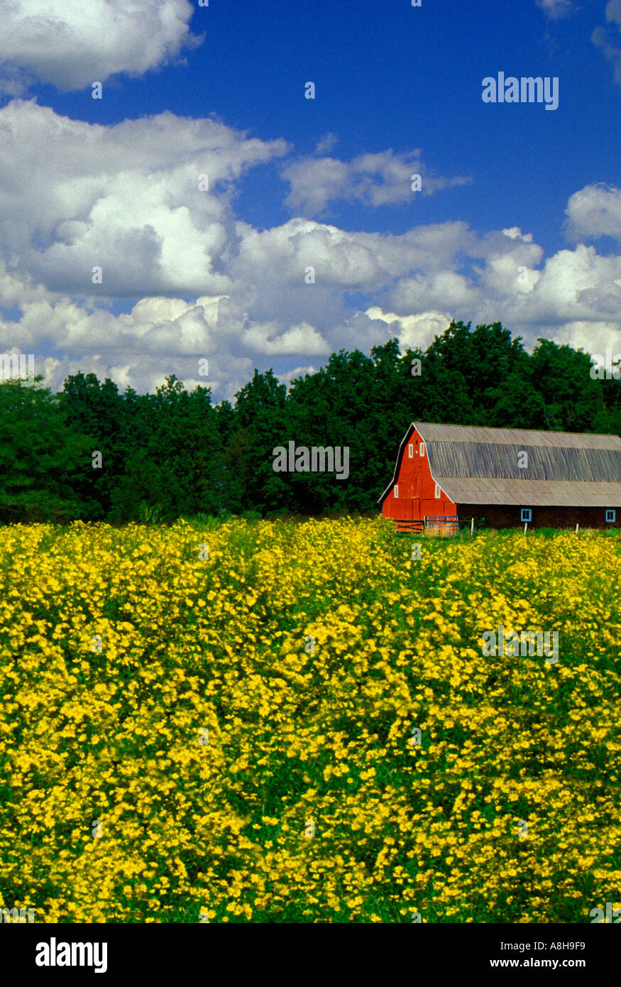Field of native wildflowers (Bidens polylepsis) with red barn in distance and blue sky, Missouri USA Stock Photo