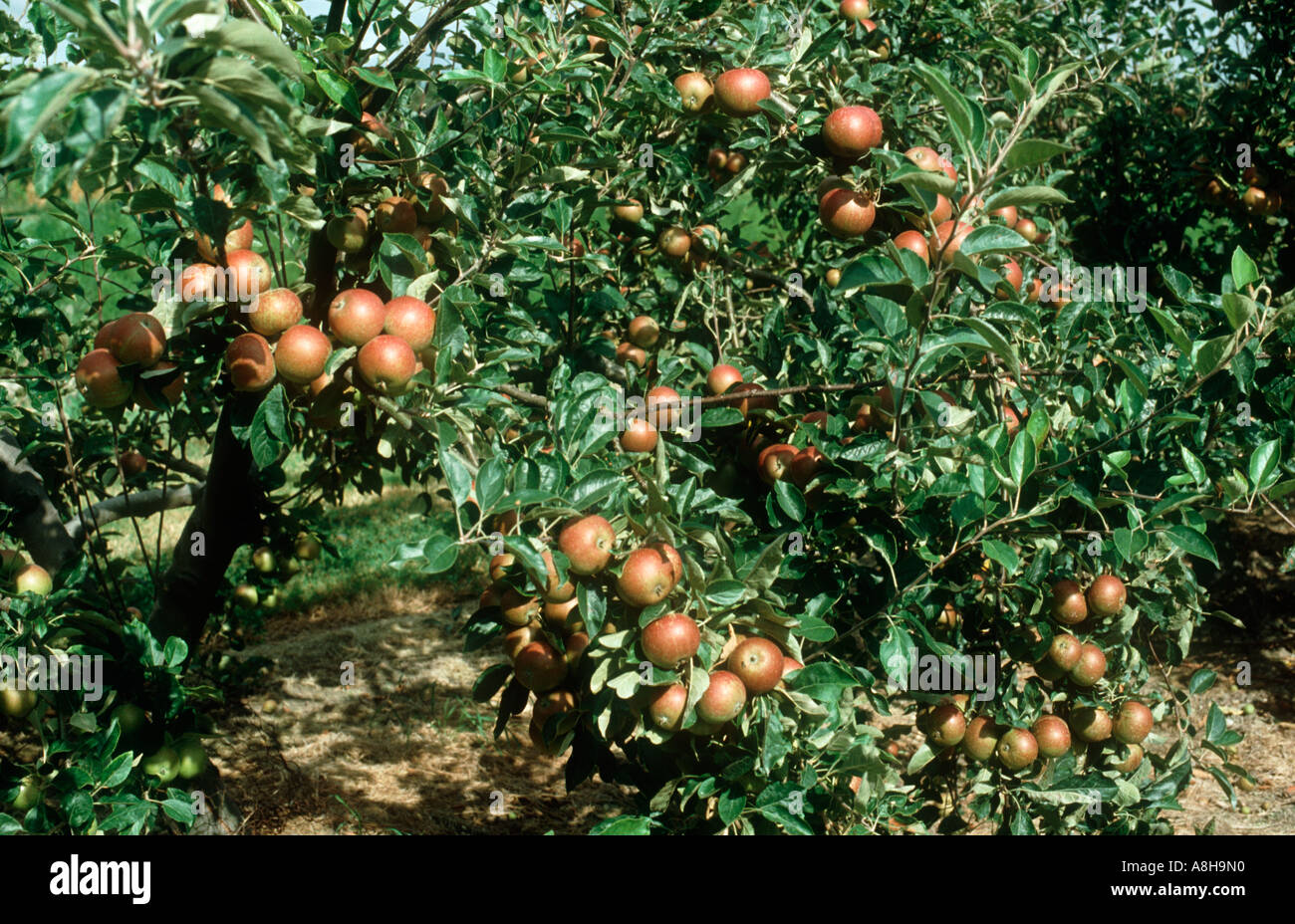 Apples Queen Cox fruit on tree Stock Photo