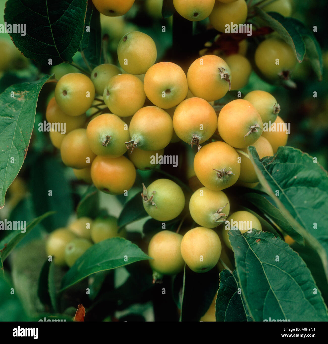 Yellow fruit on pollinator crab apple Golden Favorite in commercial orchard Stock Photo