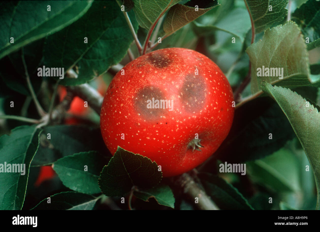 Gloeosporium rot Pezicula malicortis lesions on apple fruit on the tree Stock Photo