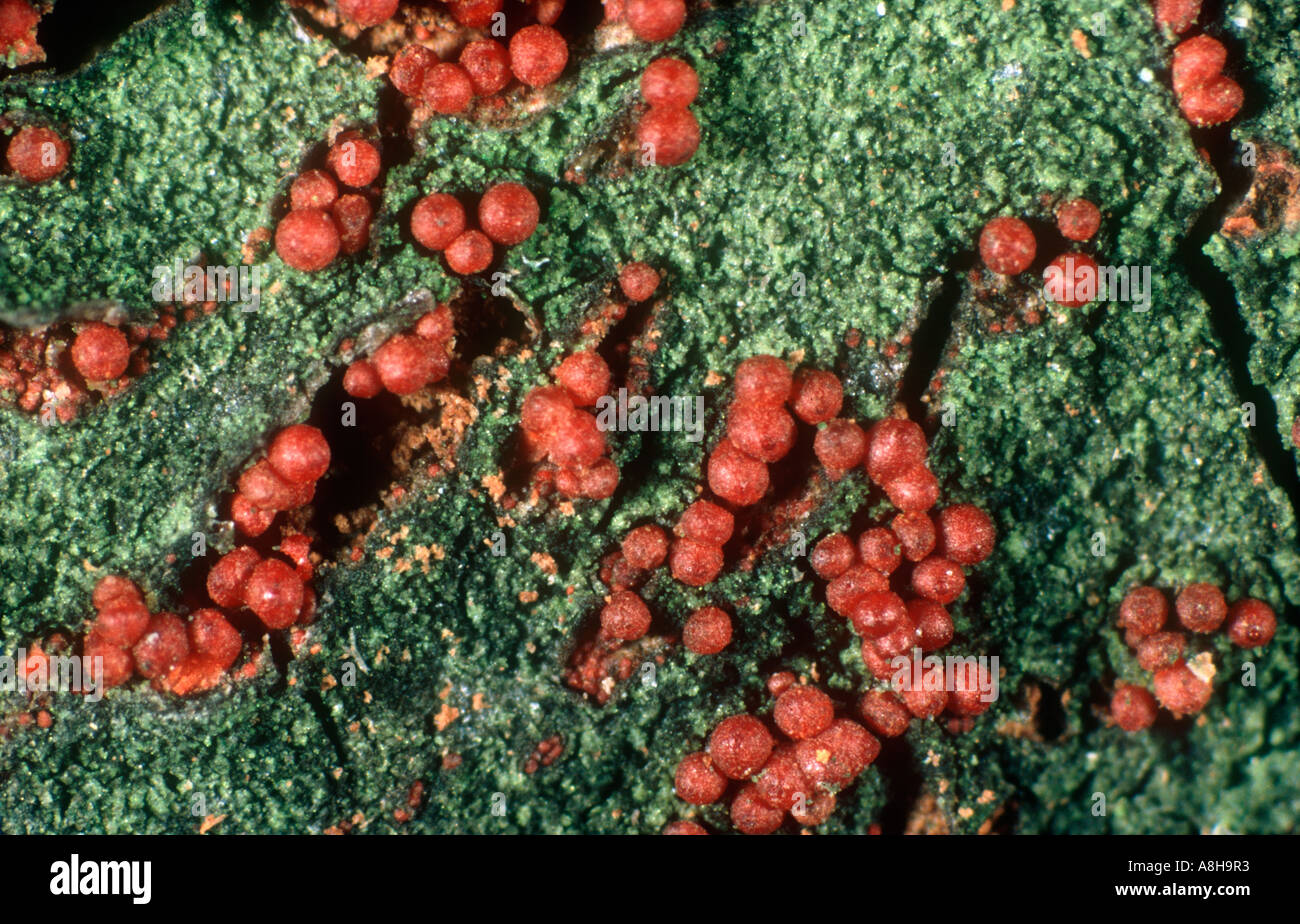 Perithecia of apple canker Neonectria ditissima on apple wood Stock Photo