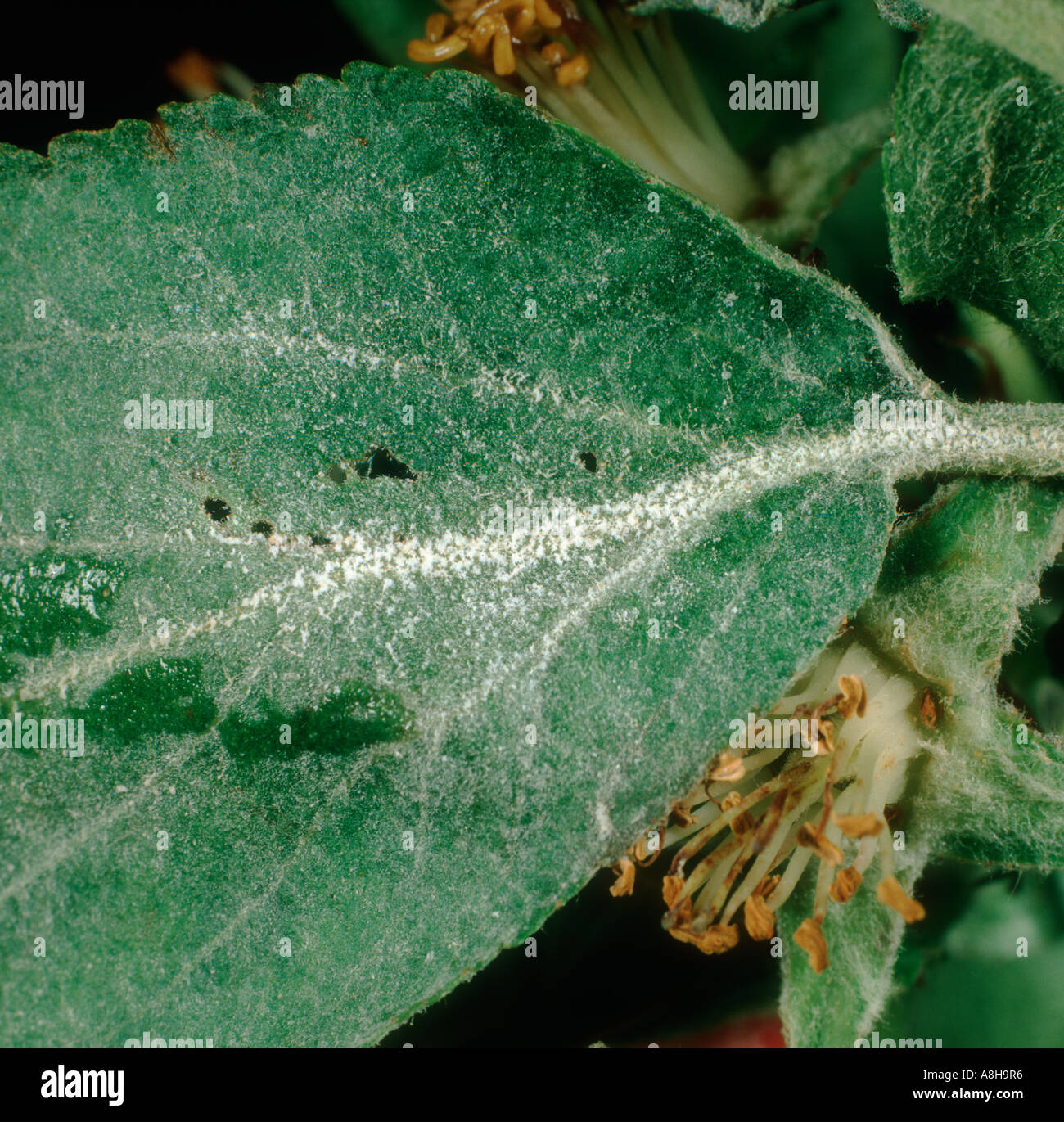 Powdery mildew Podosphaera leucotricha primary infection mycelium on apple leaf underside Stock Photo