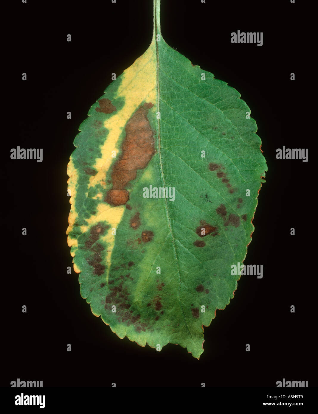 Magnesium deficiency apple hires stock photography and images Alamy