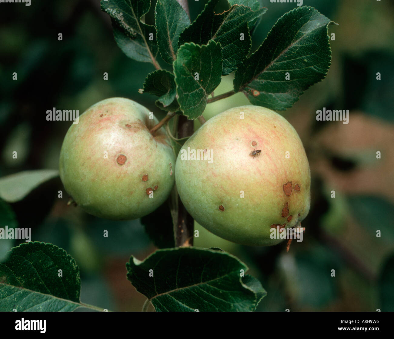Apple scab Venturia inaequalis on fruit Stock Photo