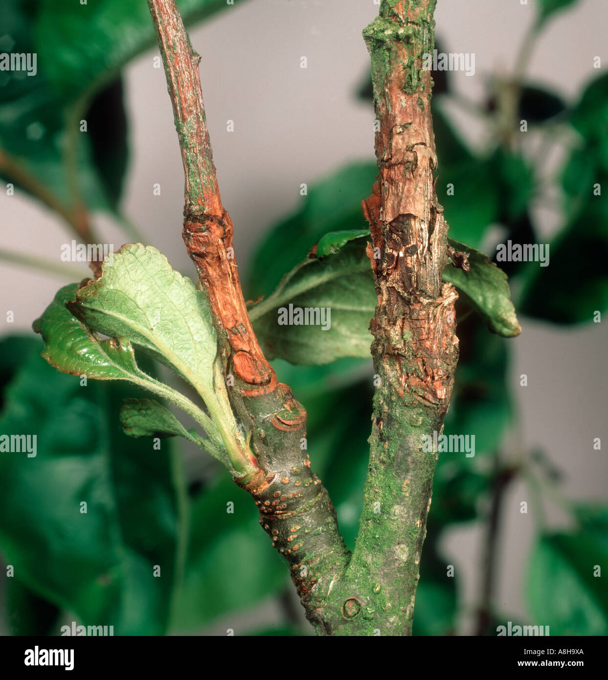 Apple canker Neonectria ditissima damage to wood on small branch Stock Photo