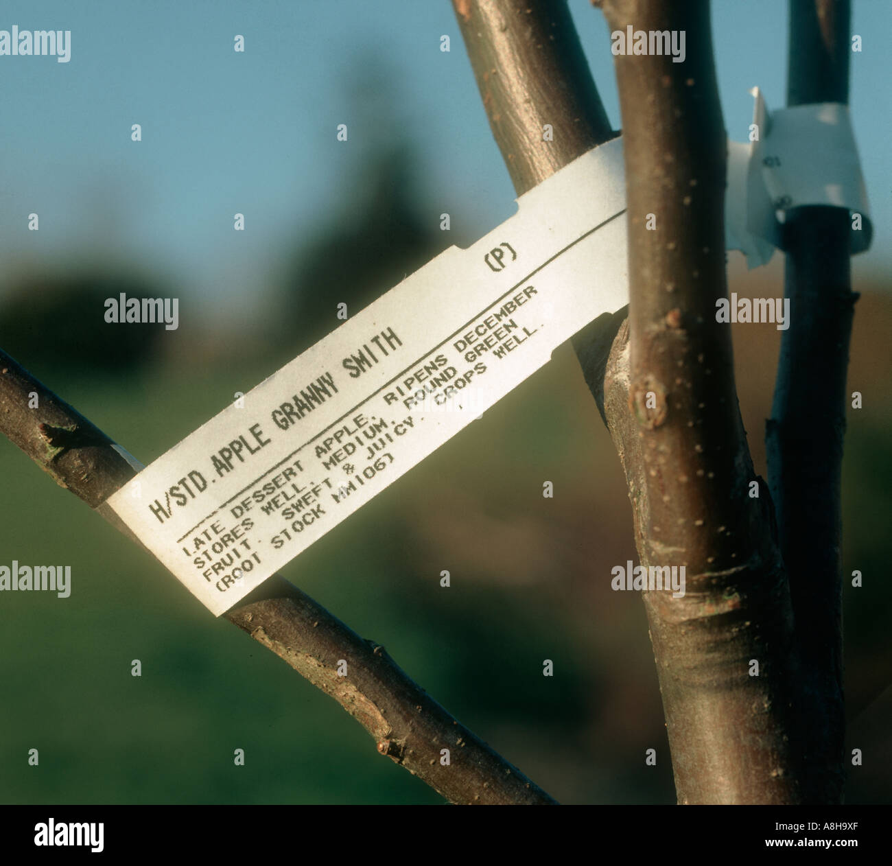 Plant identification label giving rootstock number on Granny Smith apple tree Stock Photo