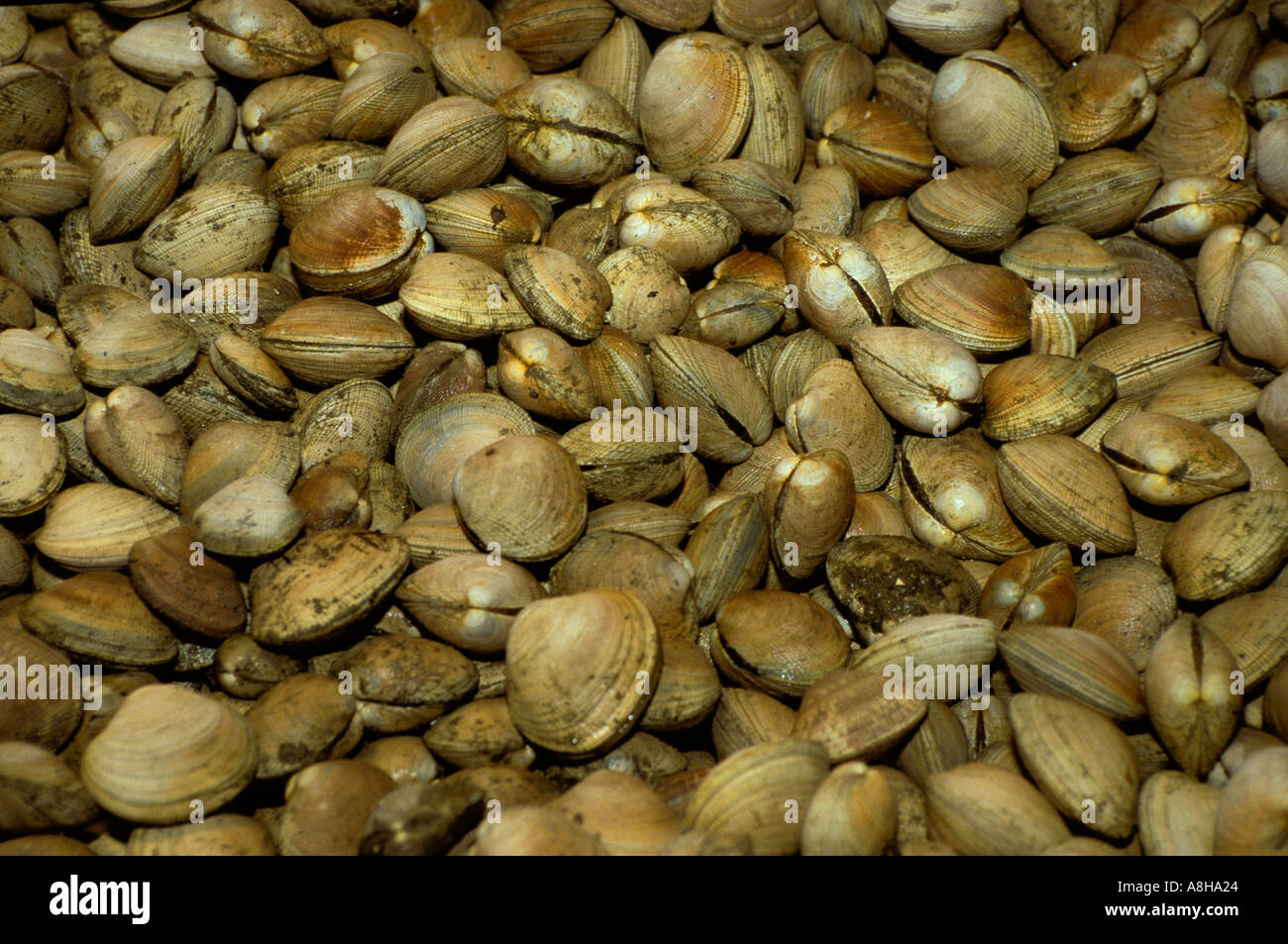 Live steamer clams display in Pike Place Market, Seattle, Washington