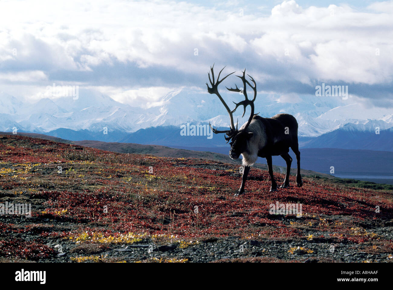 MAMMAL CARIBOU Barren Ground Stock Photo Alamy mammal-caribou-barren-ground-stock-photo-alamy