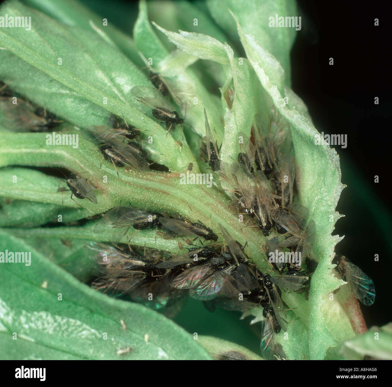 Black bean aphid Aphis fabae alates on broad bean leaves Stock Photo