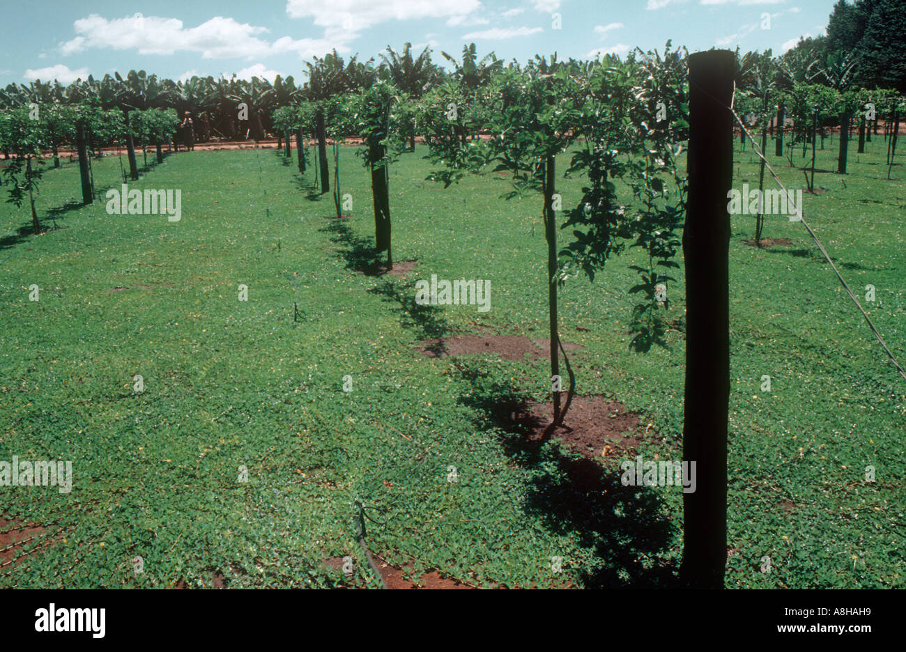 Passion fruit orchard with fertigation sprinkler system South Africa Stock Photo