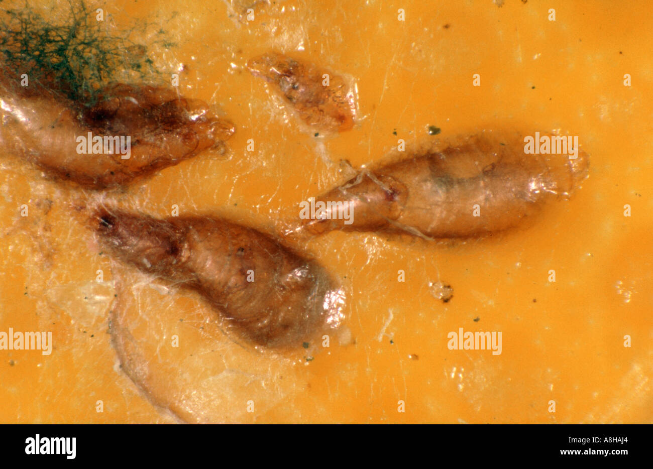 Citrus mussel scale Lepidosaphes beckii on washed orange skin Stock Photo