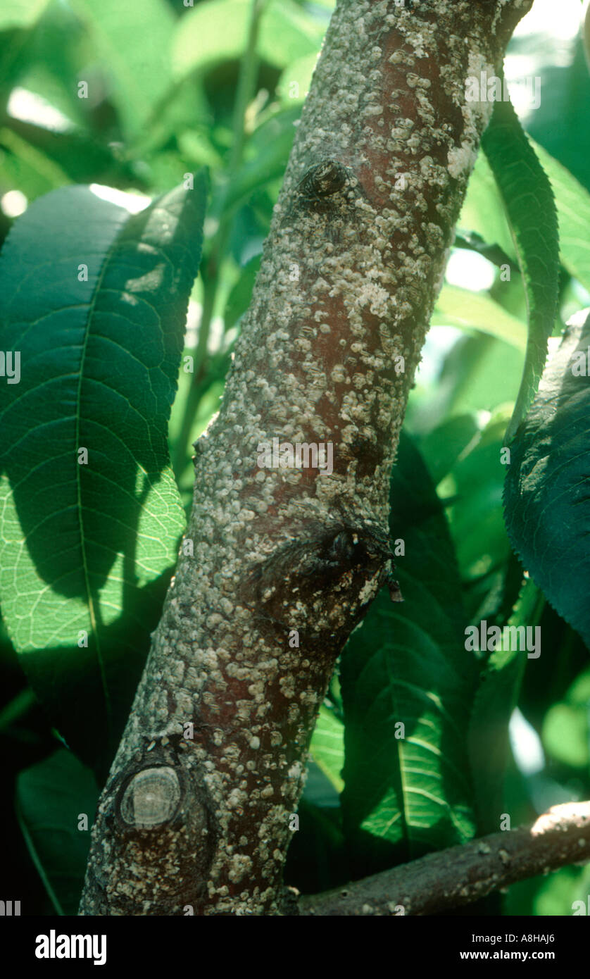 Peach scale insect Pseudaulacapsis pentagona on peach wood Stock Photo