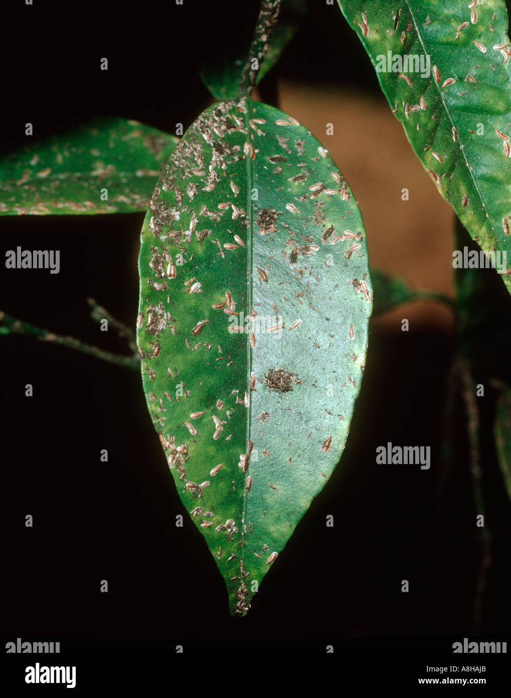 Citrus mussel scale insect Lepidosaphes beckii on orange leaf Stock Photo