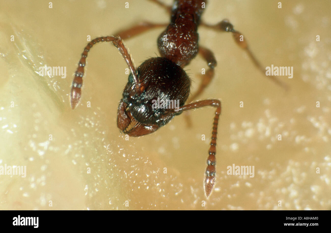 Big headed ant Pheidole megacephala drinking from an apple Stock Photo