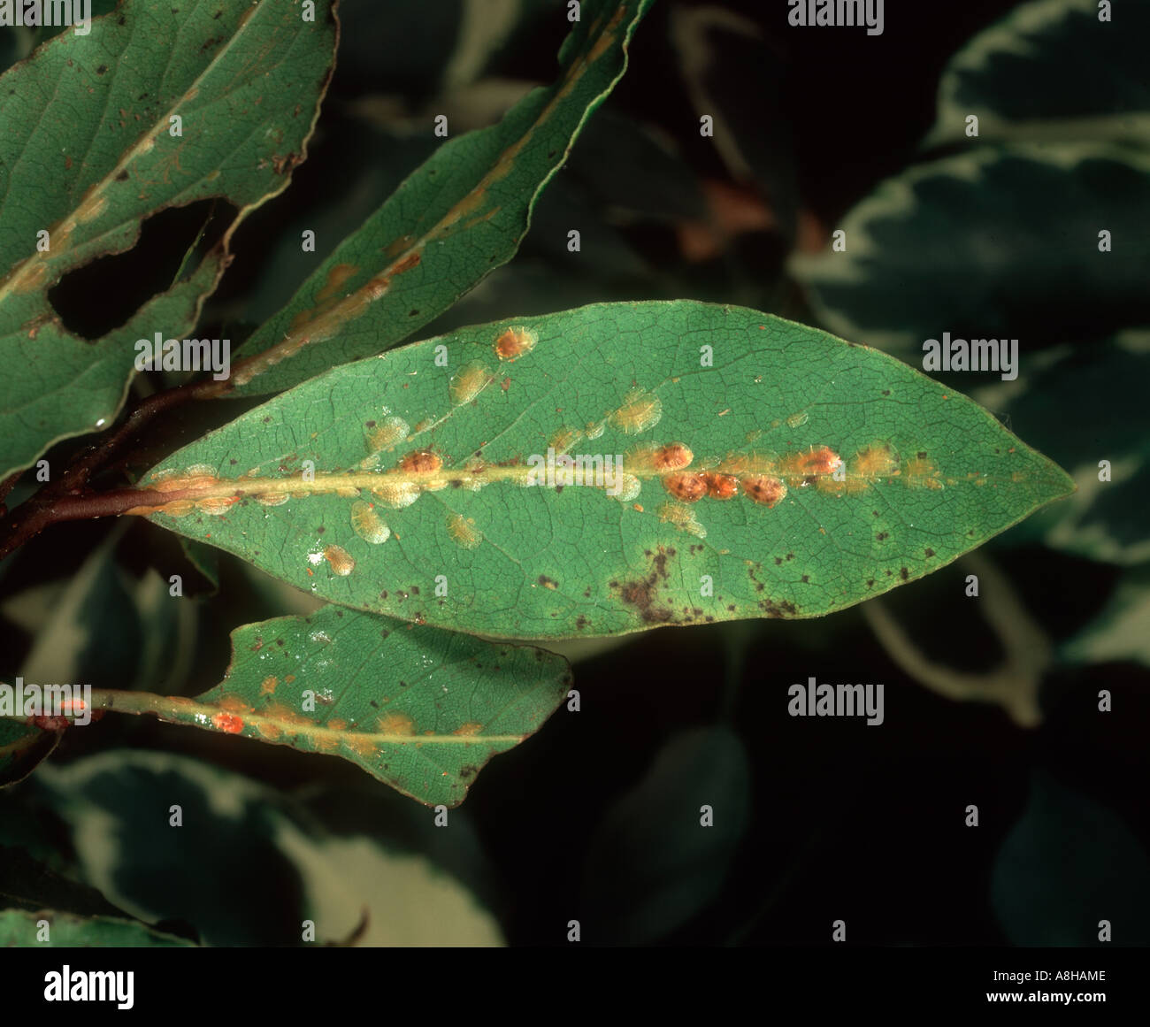 Soft Brown Scale Insect Coccus hesperidum on bay laurel leaf Stock