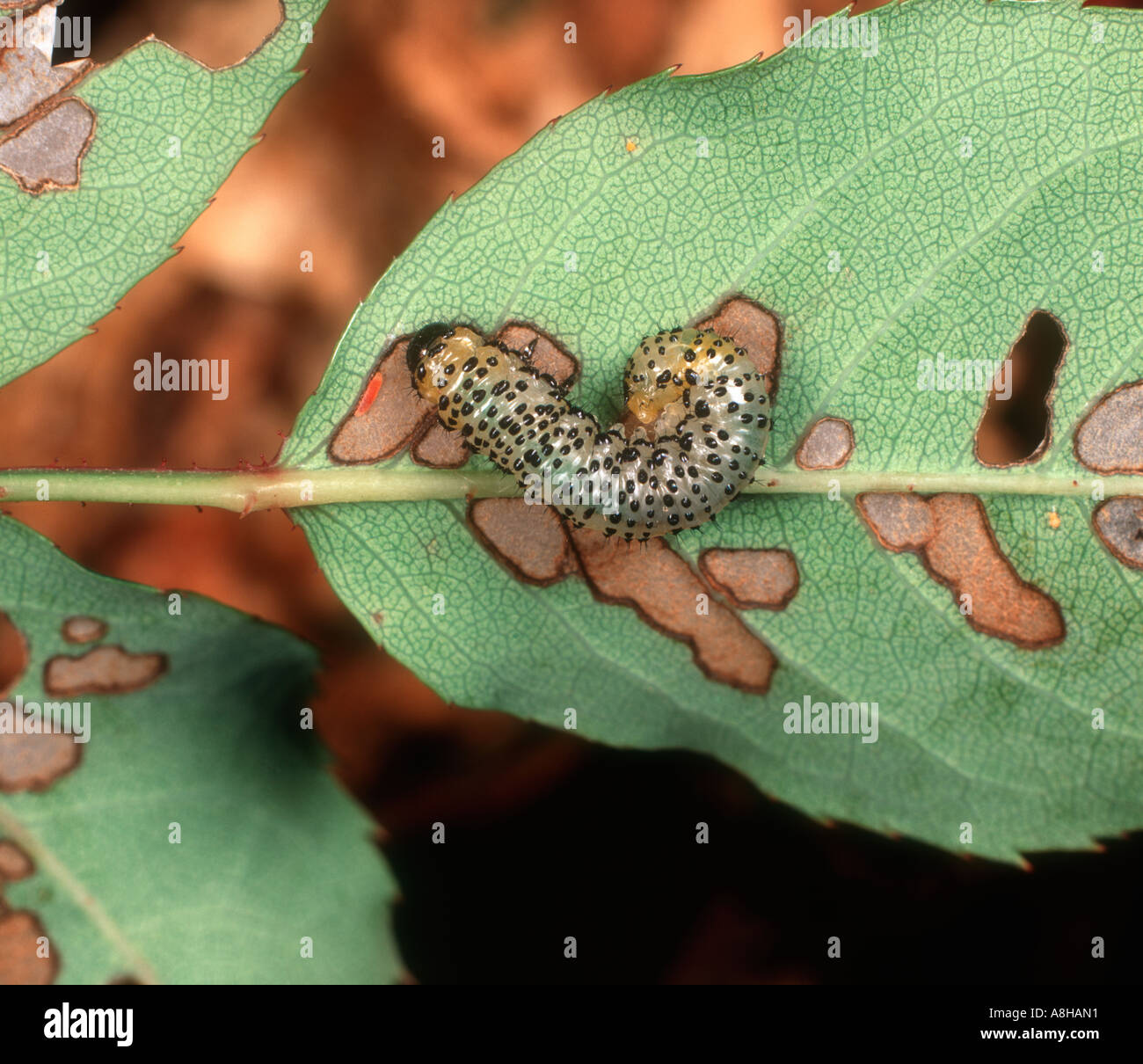 Large or variable rose sawfly larva (Arge pagana) on damaged rose leaf Rosa spp leaf Stock Photo