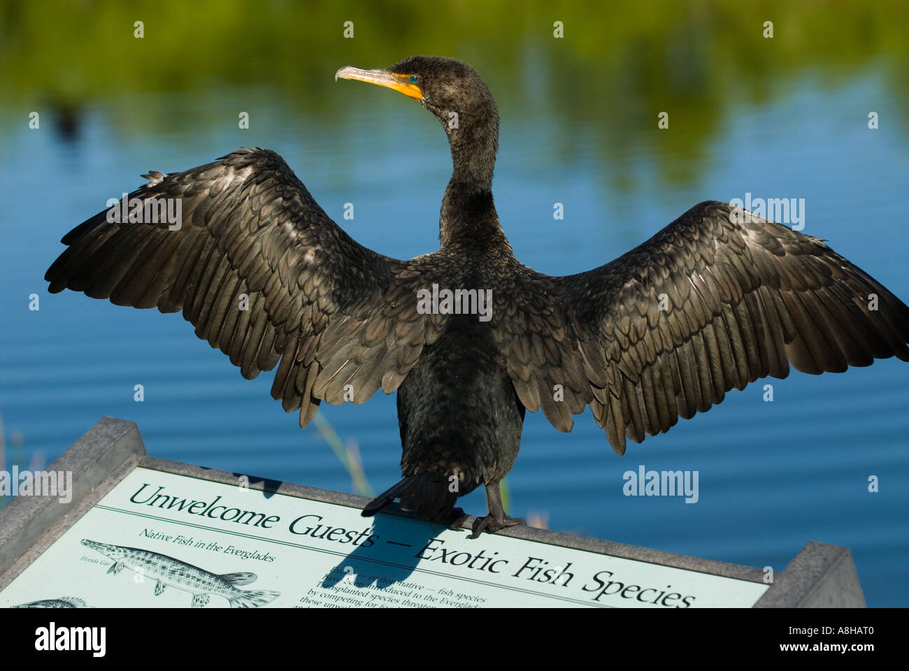 Double-crested Cormorant After Fishing in Greenery. Sea Bird with