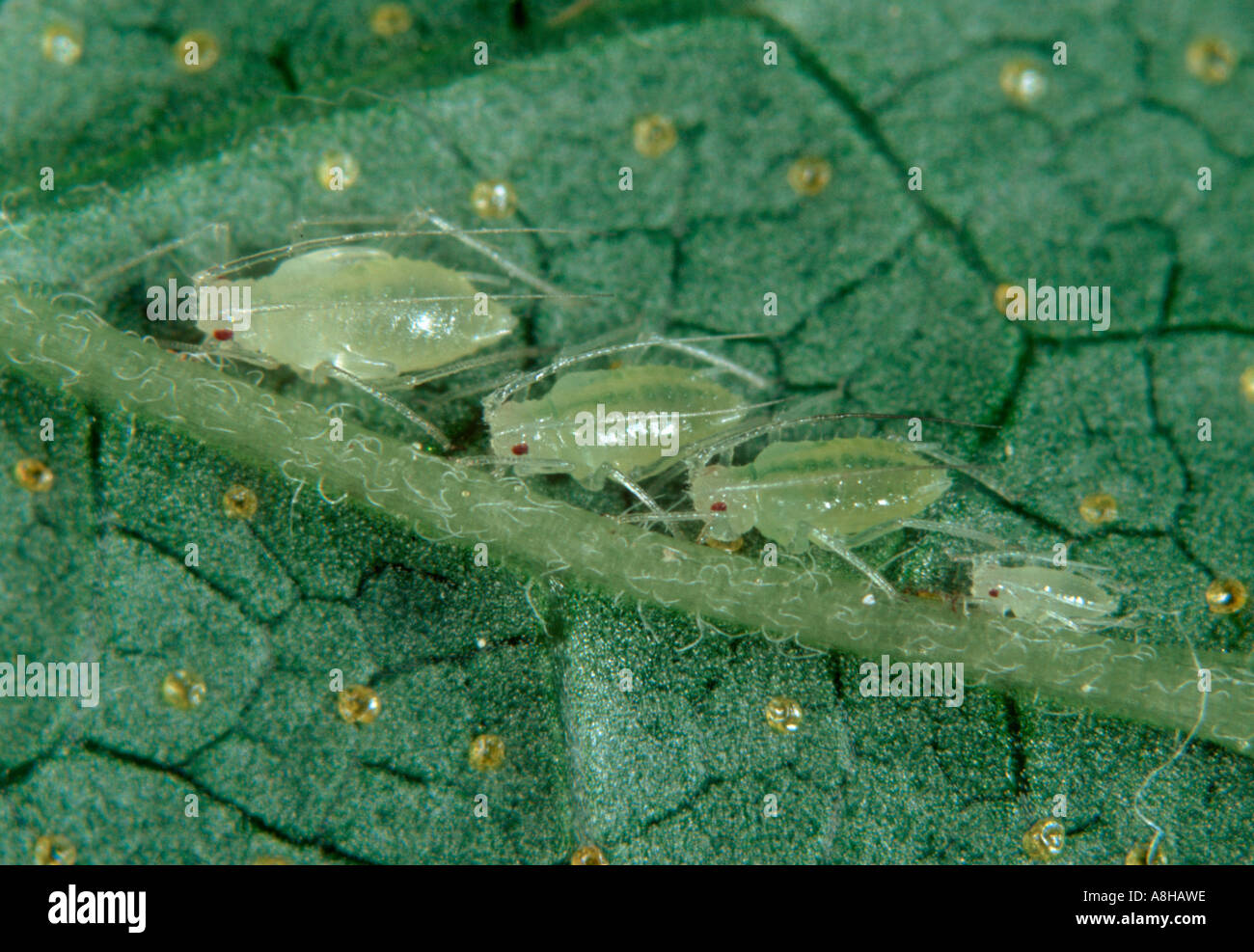 Blackcurrant aphid Cryptomyzus galeopsidis aphids underneath blackcurrant leaf Stock Photo