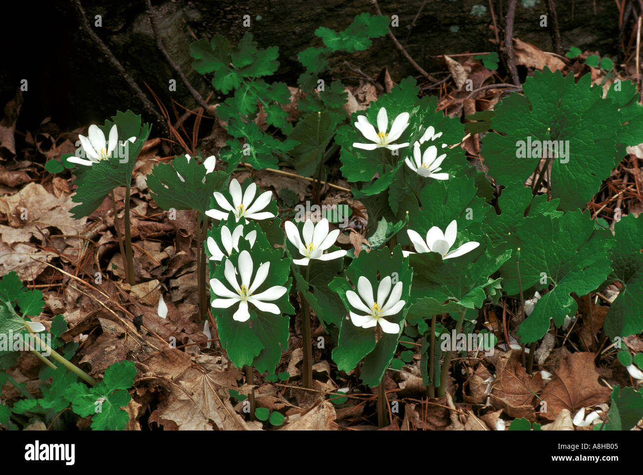 Bloodroot hi-res stock photography and images - Alamy