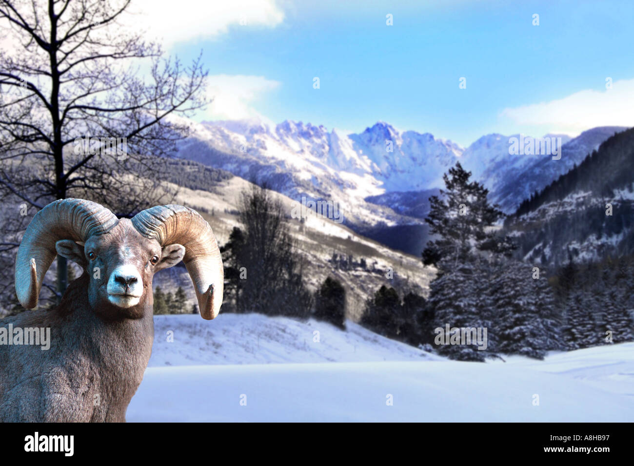 Vail Ski Resort Gore Mountain Range in Colorado with Big Horn Sheep Stock Photo
