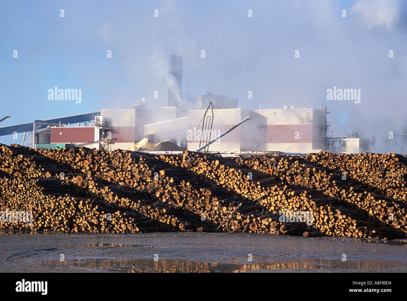 UPM Kymmene Pulp and Paper Mill in Miramichi New Brunswick Canada Stock  Photo - Alamy