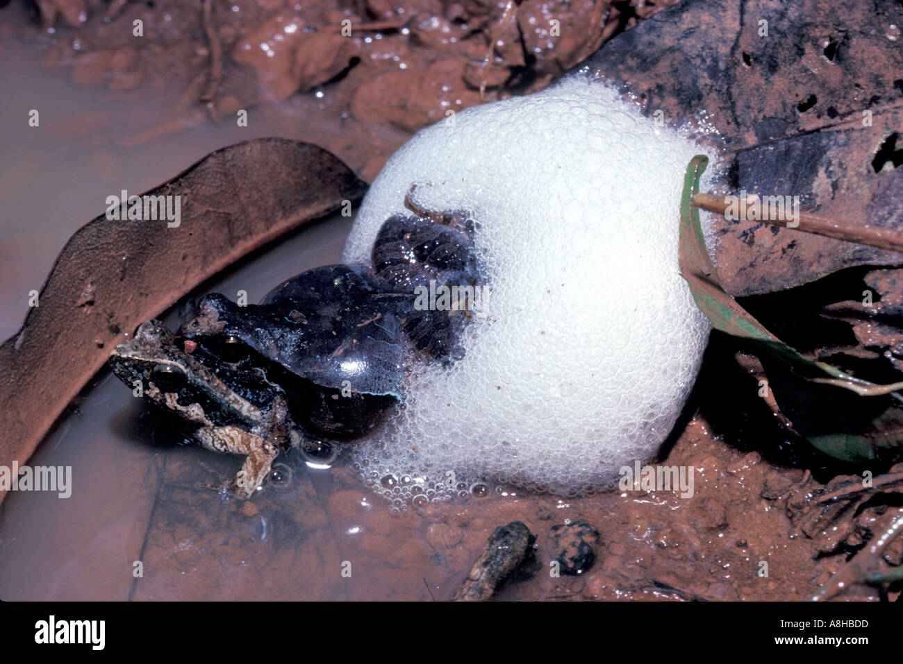 AMPHIBIAN FROG Foam Nest Stock Photo Alamy