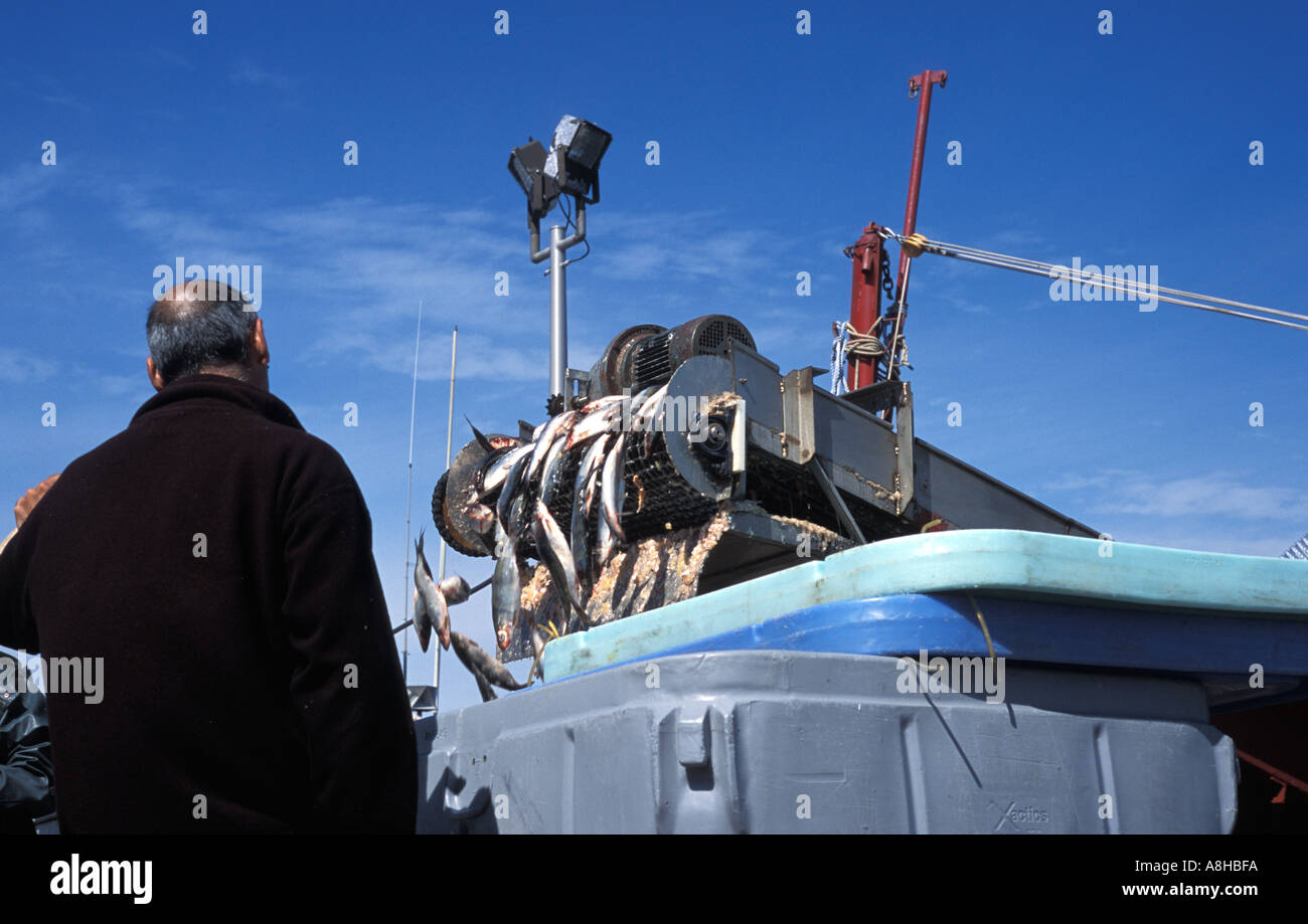 Mackerel herring being transferred from fishing boat to shore for sale at Caraquet New Brunswick