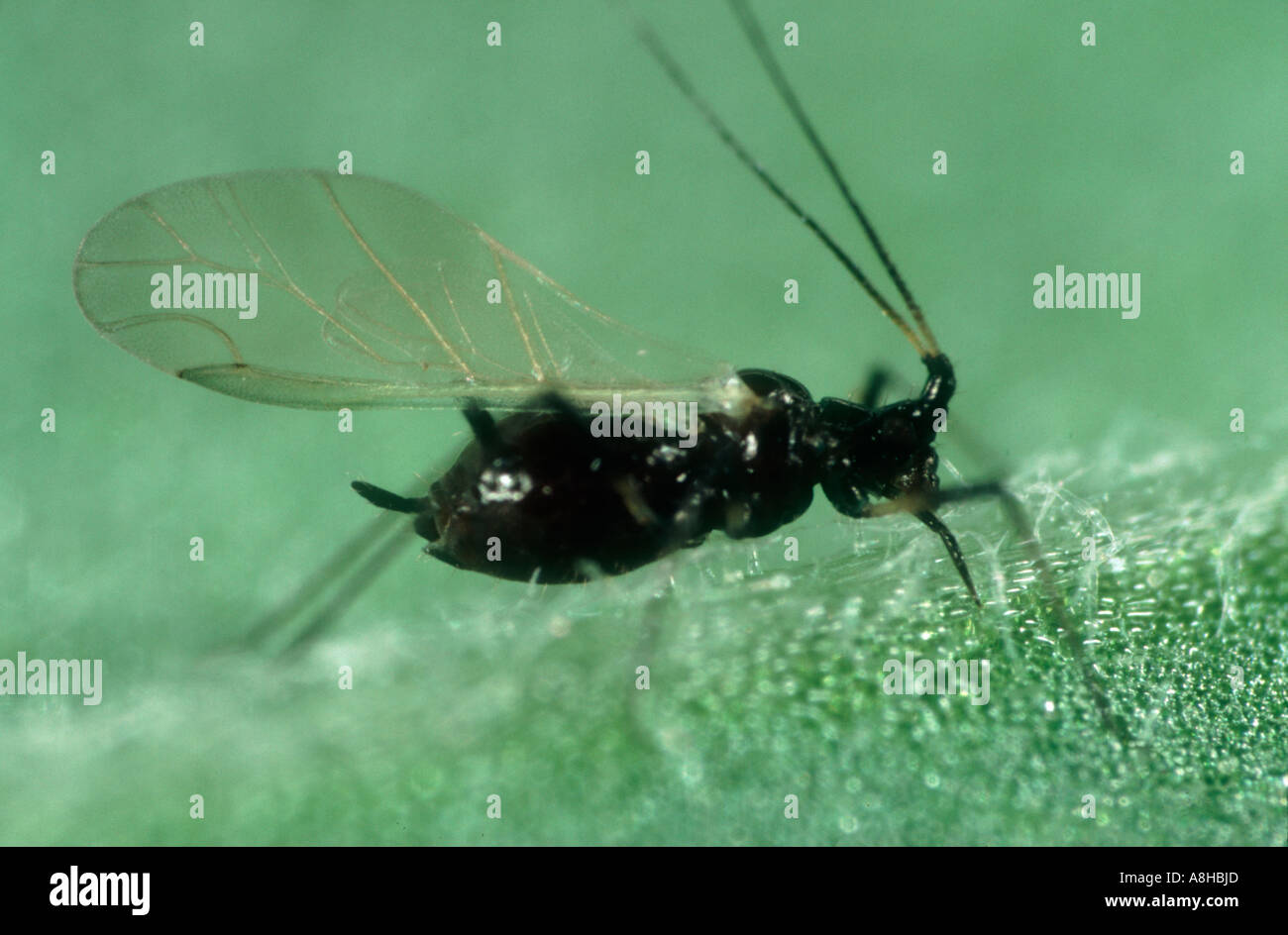 Chrysanthemum aphid Macrosiphoniella sanborni alate aphid on a chrysanthemum leaf Stock Photo