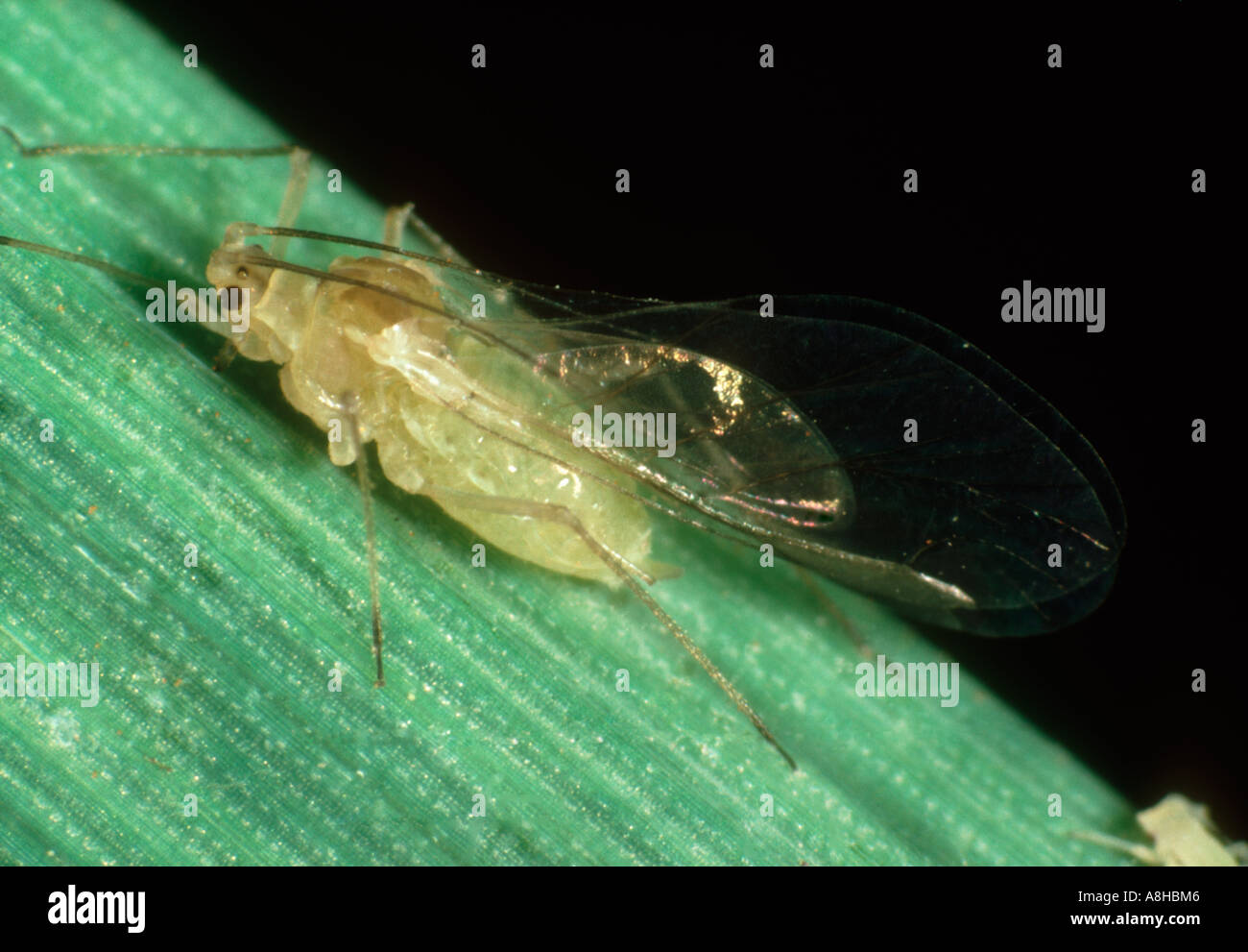 An alate fescue aphid Metopolophium festucae on a cereal leaf Stock Photo