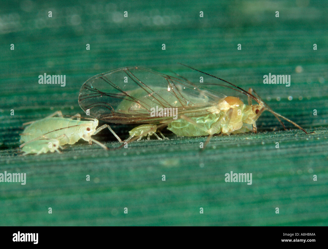 Rose grain aphid Metopolophium dirhodum alate and other stages on wheat ...