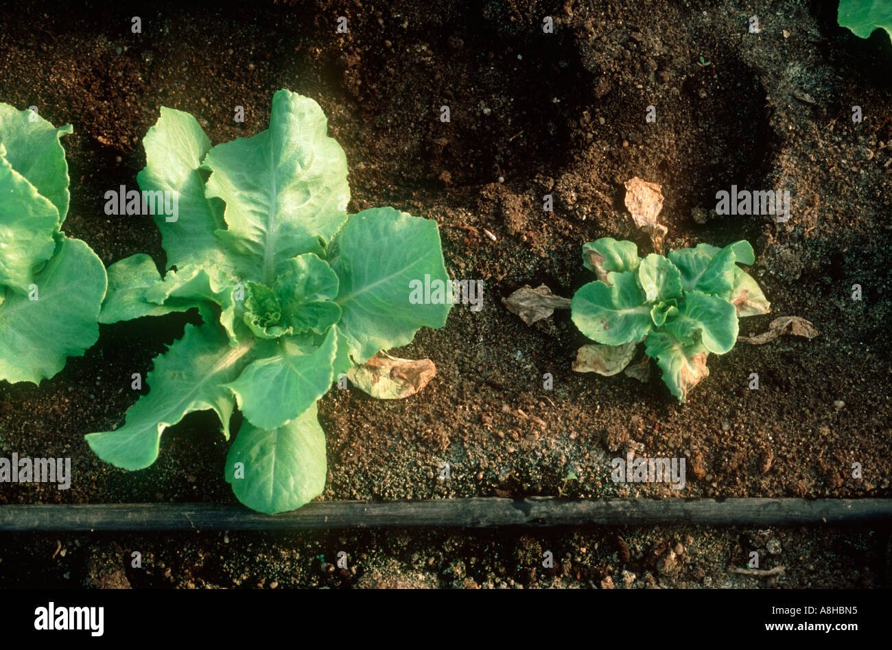 Lettuces one healthy cv one showing effects of lettuce root aphid