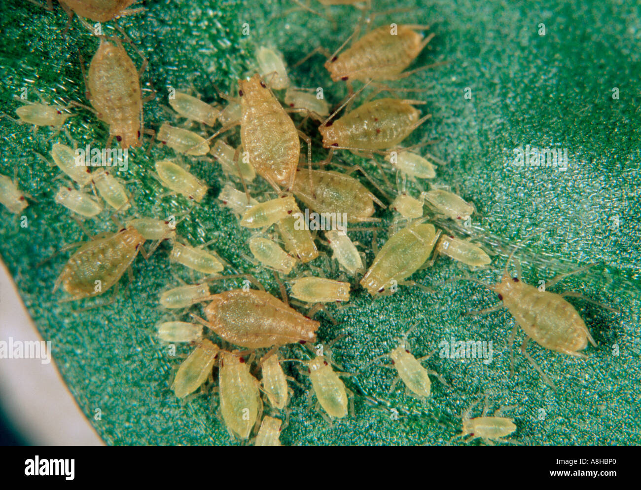 Violet aphid Myzus ornatus group on a pansy leaf Stock Photo