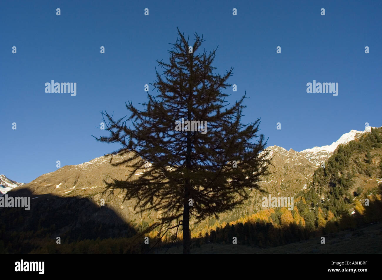 Silhouette larch tree in hi-res stock photography and images - Alamy