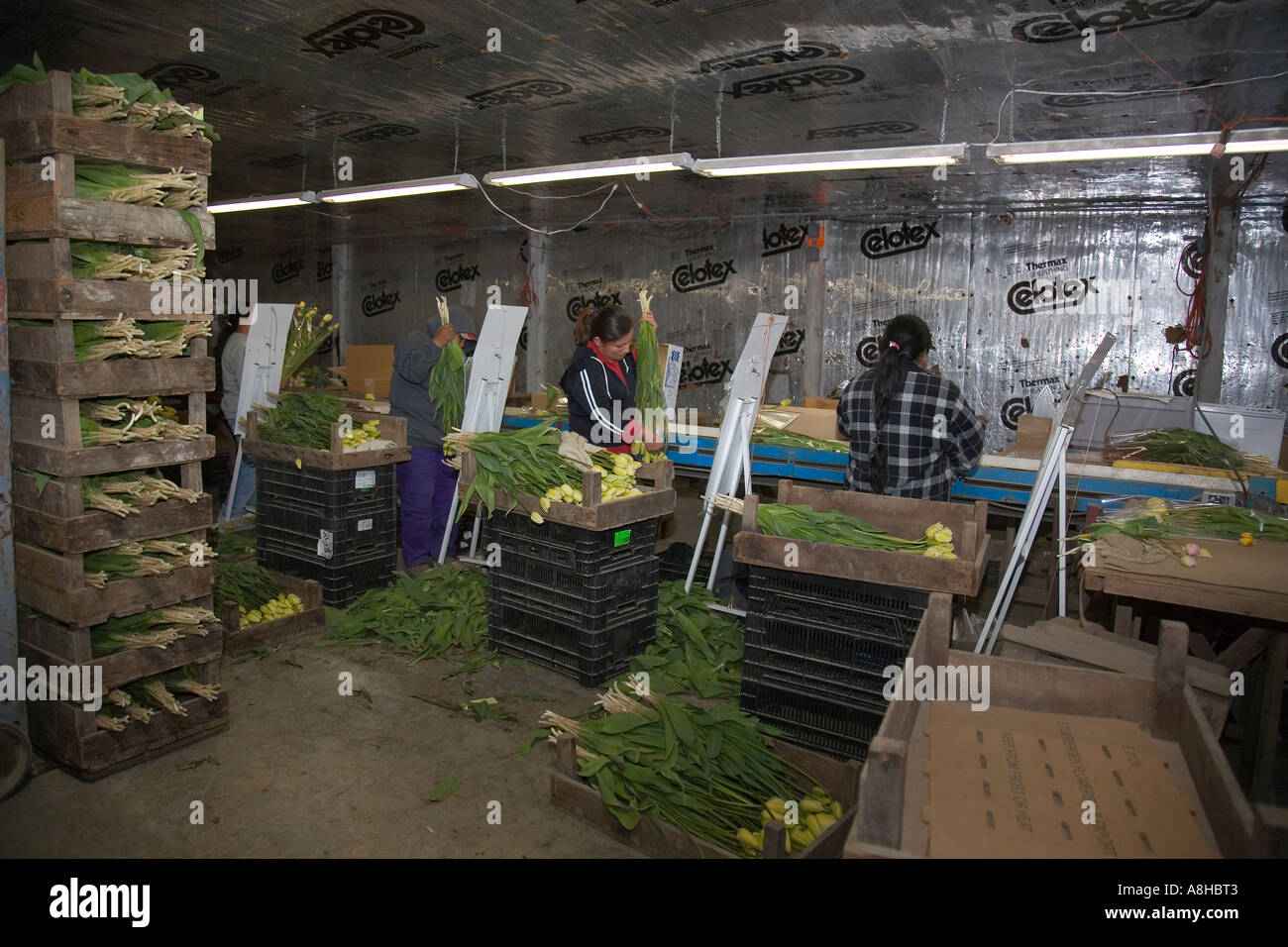 Woman packaging flowers in warehouse at commercial flower farm in Mt